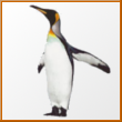 Penguin.At